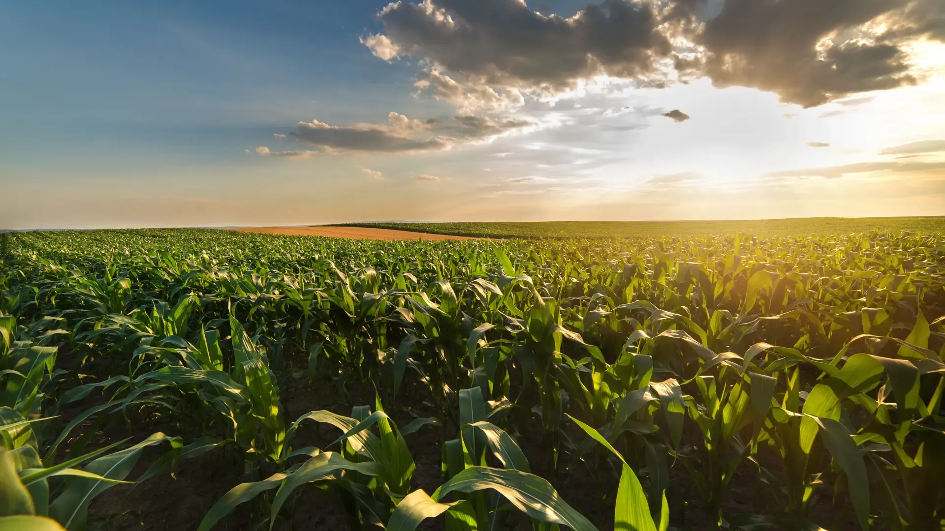 Fenton Chemicals manufacturing facility