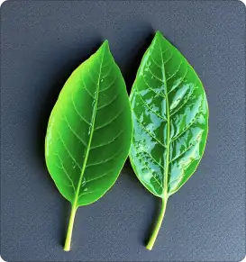 Silicon Super Spreader